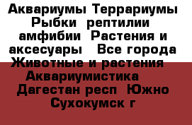 Аквариумы.Террариумы.Рыбки, рептилии, амфибии. Растения и аксесуары - Все города Животные и растения » Аквариумистика   . Дагестан респ.,Южно-Сухокумск г.